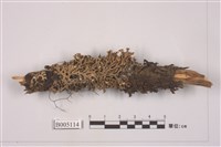 藏品(地衣)的圖片